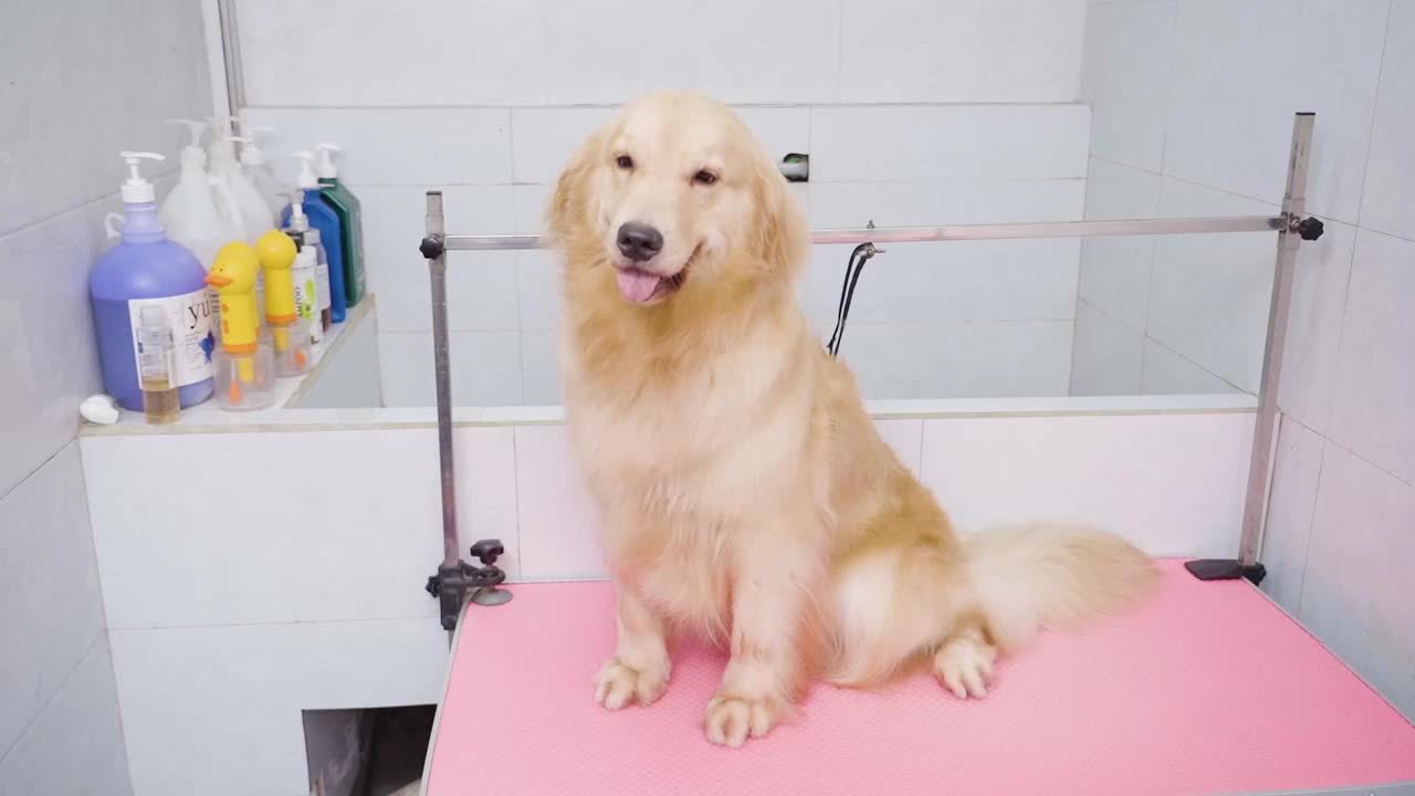 Dog Clippers for Grooming Cordless Low Noise Quiet Rechargeable.